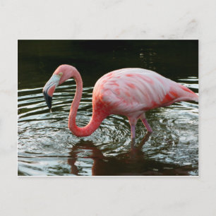 Flamingo 2 postcard