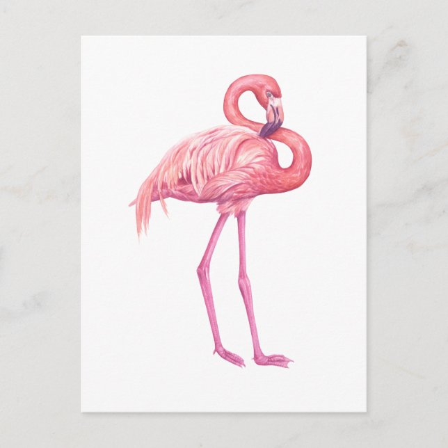 Flamingo 2 postcard (Front)