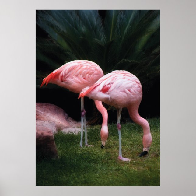 Flamingo - A set of Flamingos Poster (Front)