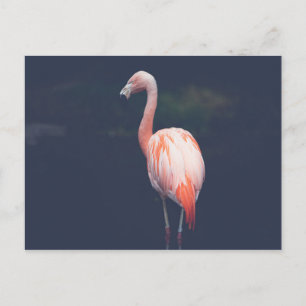 Flamingo At Dusk Postcard