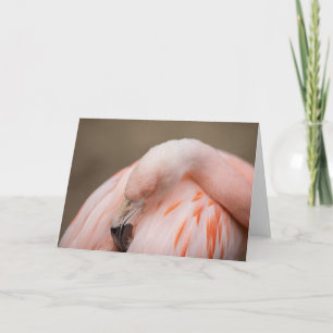 Flamingo at Rest Card