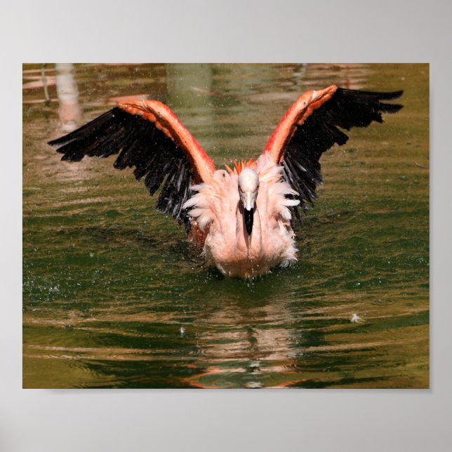 Flamingo bathing in water  with open wings postcar poster (Front)