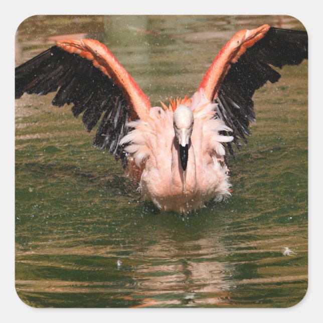 Flamingo bathing in water  with open wings postcar square sticker (Front)