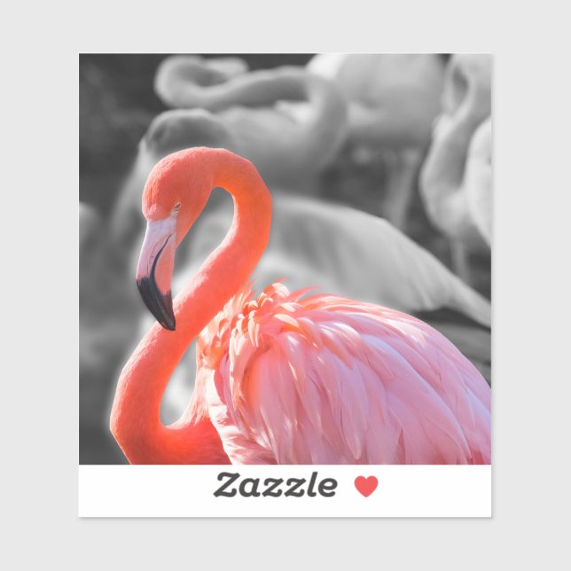 Flamingo Bird Photography (Sheet)