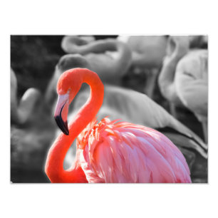 Flamingo Bird Photography Photo Print