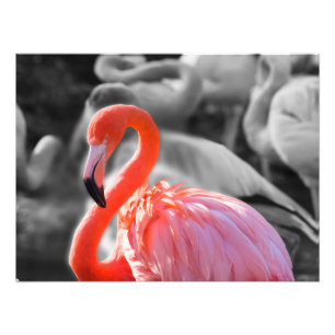 Flamingo Bird Photography Photo Print