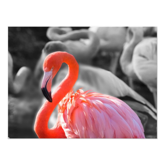 Flamingo Bird Photography Photo Print (Front)