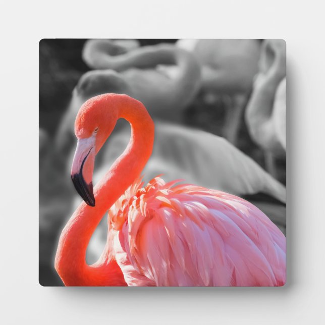 Flamingo Bird Photography Plaque (Front)