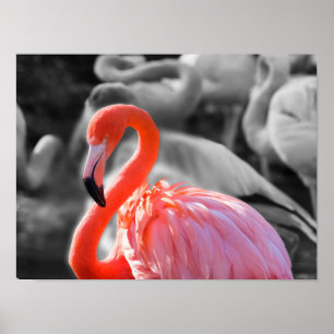 Flamingo Bird Photography Poster
