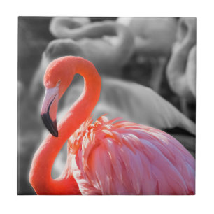 Flamingo Bird Photography Tile