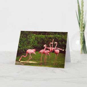 Flamingo Birthday Greeting Card