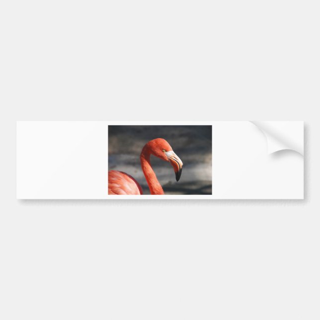 Flamingo Bumper Sticker (Front)