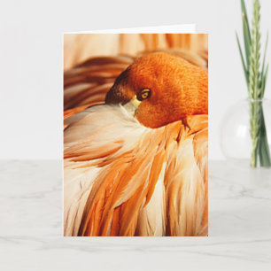 Flamingo Card
