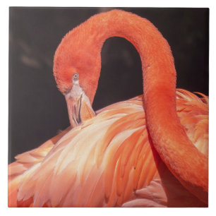 Flamingo Ceramic Tile