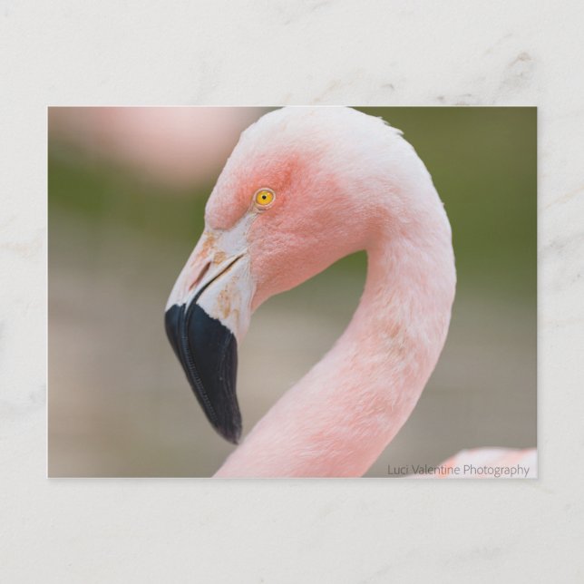 Flamingo Close Up Postcard (Front)