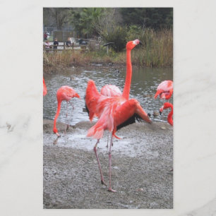 flamingo dance
