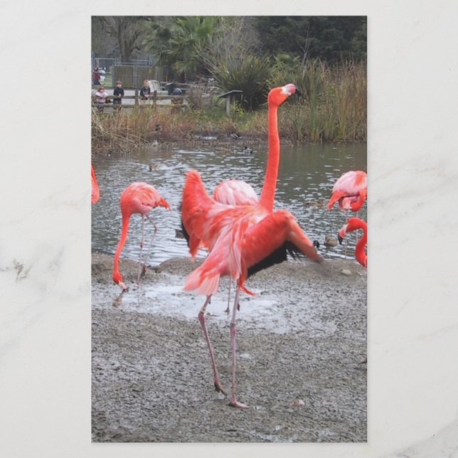 flamingo dance (Front)