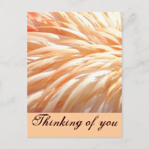 Flamingo feathers_ postcard