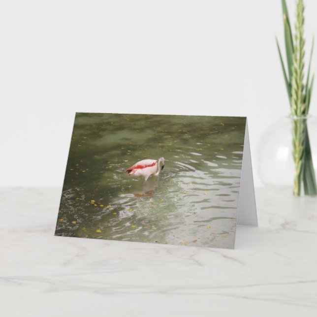 "Flamingo Feeding" Thank You Card (Front)