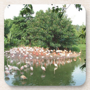 flamingo flock coaster