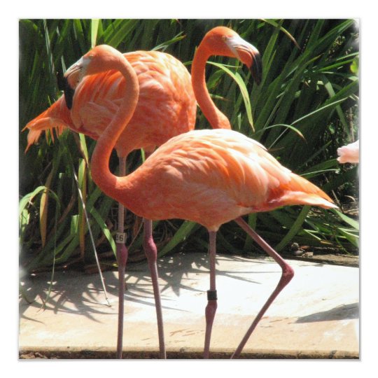 Flamingo Flock Invitation