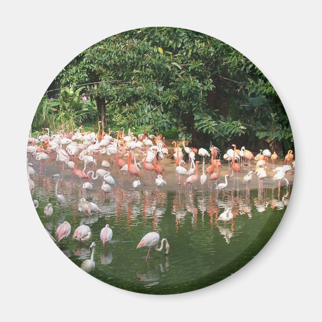 flamingo flock magnet (Front)