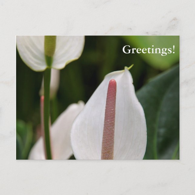 Flamingo Flower Postcard (Front)