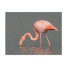 Flamingo greeting card
