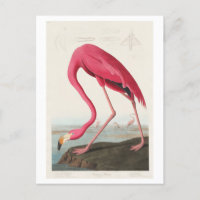 Flamingo Illustration by John James Audubon