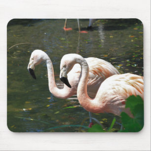 Flamingo in a pond with green tree's mouse mat