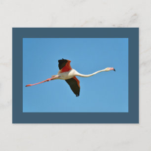 Flamingo in flight postcard
