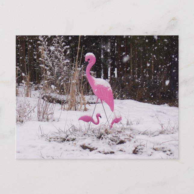 Flamingo in the Snow Postcard (Front)