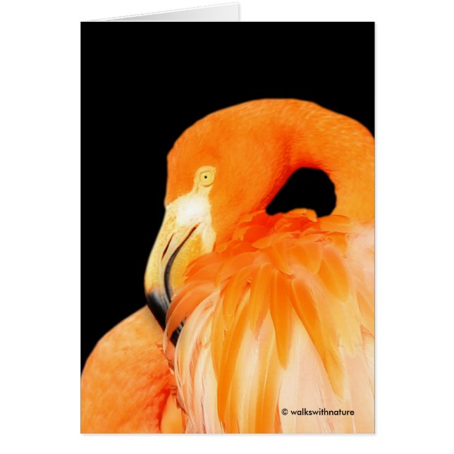 Flamingo in the Summer Sun (Front)