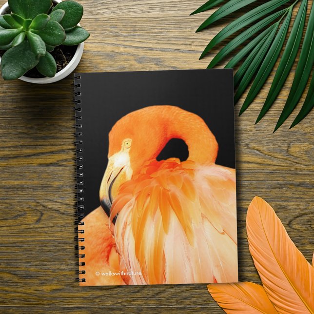 Flamingo in the Summer Sun Notebook (Flamingo in the Summer Sun Journal Cover Photo)
