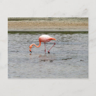 Flamingo, Isla Seymour, Galapagos Postcard