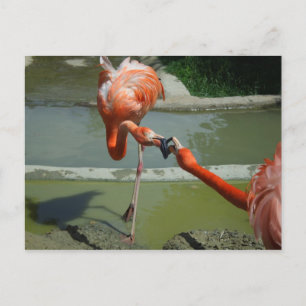 Flamingo Kiss Postcard