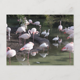 Flamingo Lake Postcard