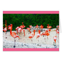 Flamingo love