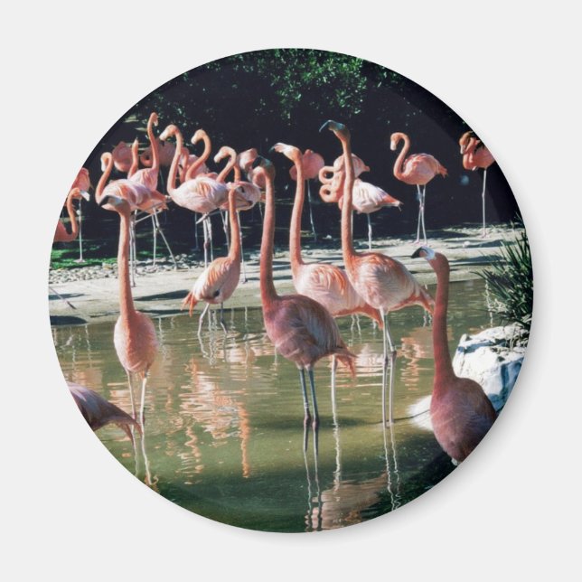 Flamingo Magnet (Front)