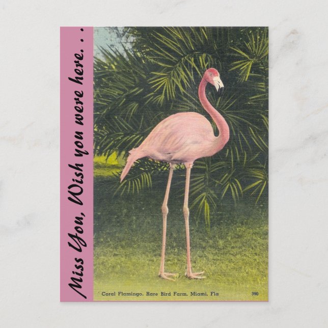 Flamingo, Miami, Florida Postcard (Front)