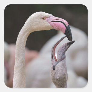 Flamingo Mother And Baby Square Sticker