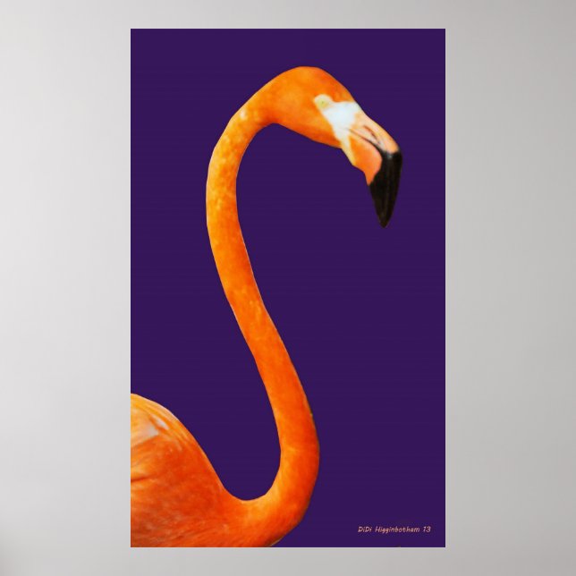 Flamingo On Blue Poster (Front)