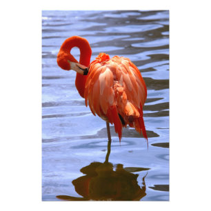 Flamingo on one leg in water photo print