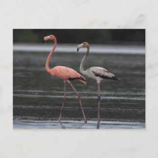 Flamingo Pair Postcard