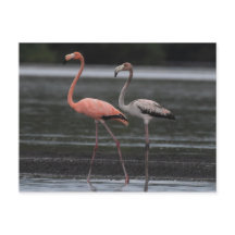 Flamingo Pair Postcard