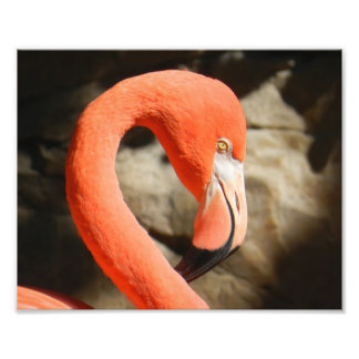Flamingo Photo Print