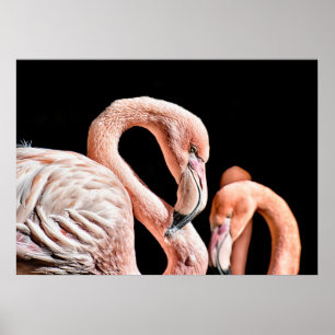 Flamingo Pink Wildlife Photo Poster