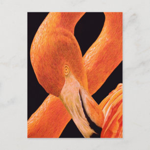 Flamingo Portrait Postcard