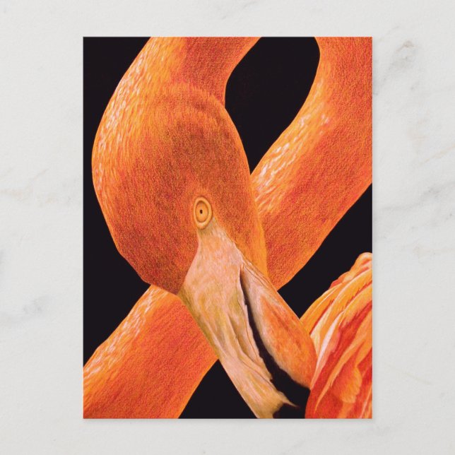 Flamingo Portrait Postcard (Front)