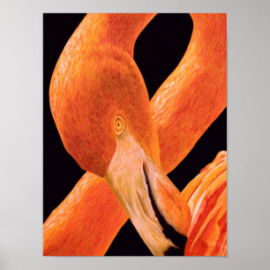 Flamingo Portrait Poster